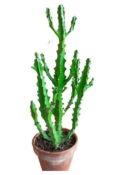 Euphorbia Najuneranatanii - 90 cm