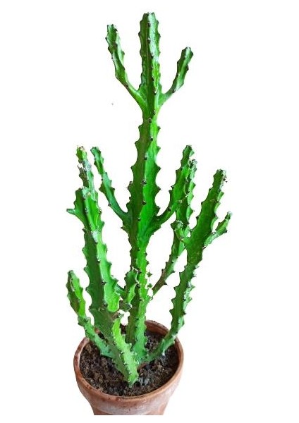 Euphorbia Najuneranatanii - 90 cm