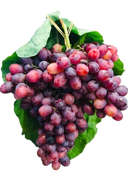 Çekirdeksiz Kırmızı Üzüm (Kg)