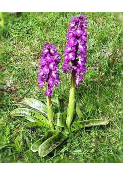 Salep Fidesi 55 Adet Orkide- Sahlep Orchis Serapias