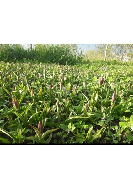 Salep Fidesi 55 Adet Orkide- Sahlep Orchis Serapias