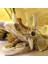 Sürüngenler Amfibi Habitat Hideaway Mağara Akvaryum Süslemeleri Dinozor Triceratops Taklit Kafatası Modeli | Süslemeler (Yurt Dışından) 4
