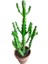 Euphorbia Najuneranatanii - 90 cm 1