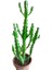 Euphorbia Najuneranatanii - 90 cm 3