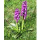 Antalya Tropikal Salep Fidesi 55 Adet Orkide- Sahlep Orchis Serapias