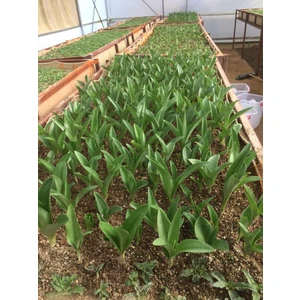 Salep Fidesi 55 Adet Orkide- Sahlep Orchis Serapias