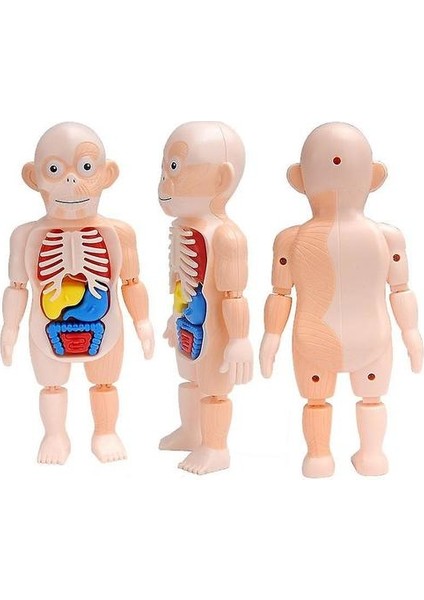 Çocuk Montessori 3D Bulmaca Insan Vücudu Anatomisi Modeli Eğitim Öğrenme Organ Monte Oyuncak Body Organ Öğretim Aracı Çocuklar Için