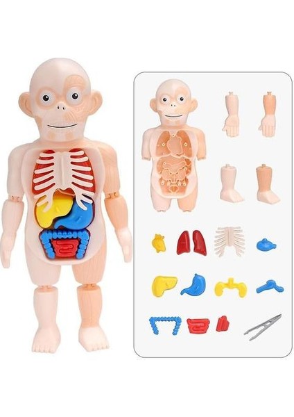Çocuk Montessori 3D Bulmaca Insan Vücudu Anatomisi Modeli Eğitim Öğrenme Organ Monte Oyuncak Body Organ Öğretim Aracı Çocuklar Için