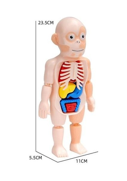 Çocuk Montessori 3D Bulmaca Insan Vücudu Anatomisi Modeli Eğitim Öğrenme Organ Monte Oyuncak Body Organ Öğretim Aracı Çocuklar Için