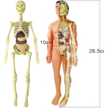 Lovoski 1 Takım Insan Anatomik Anatomisi Iskelet Modeli Eğitim Ekran Anatomi Modelleri (Yurt Dışından)