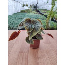 Smy Hobihanem Begonia Pink Yağlı Begonya 12 Cm Saksıda