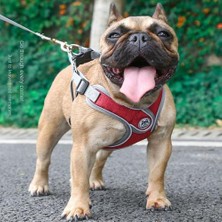 Sanlindou Köpek Tasması, Yelek Tipi Küçük ve Orta Köpek Zinciri (Yurt Dışından)