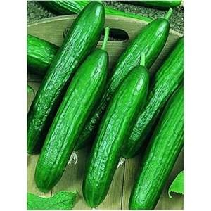 EKS Ticaret Erdem Garden Çok Verimli Hibrit Salatalık Tohumu 30 Ad. Tohum