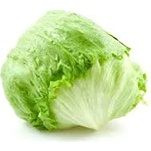 EKS Ticaret Erdem Garden Ithal Göbek Marul (Iceberg) Tohum