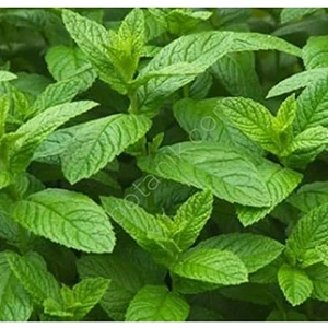 EKS Ticaret Arzuman Nane Tohumu( Tohum)