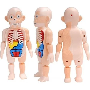 Çocuk Montessori 3D Bulmaca Insan Vücudu Anatomisi Modeli Eğitim Öğrenme Organ Monte Oyuncak Body Organ Öğretim Aracı Çocuklar Için (Yurt Dışından)