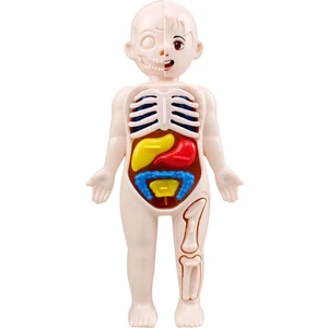 Insan Gövdesi Vücut Modeli Anatomi Anatomik Iç Organlar Öğretim Araçları Yetişkinler (Yurt Dışından)