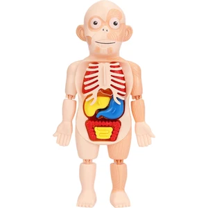 Insan Gövdesi Vücut Modeli Anatomi Anatomik Iç Organlar Öğretim Araçları Çocuklar (Yurt Dışından)