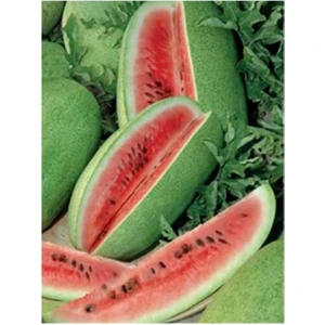 EKS Ticaret Erdem Garden Ithal Charleston Gray Karpuzu 20 Ad Tohum