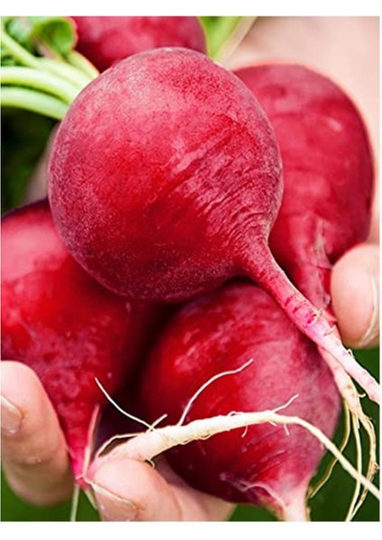 Erdem Garden Doğal Kırmızı Iri Turp 100 Ad. Tohum