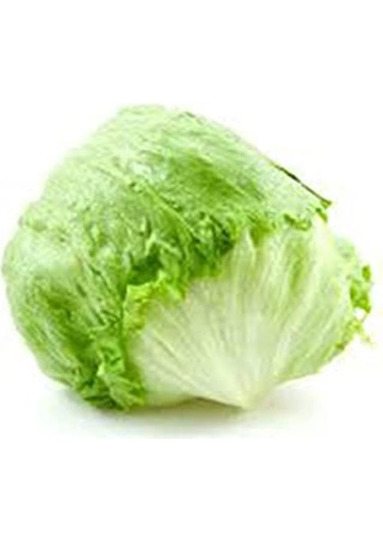 Erdem Garden Ithal Göbek Marul (Iceberg) Tohum