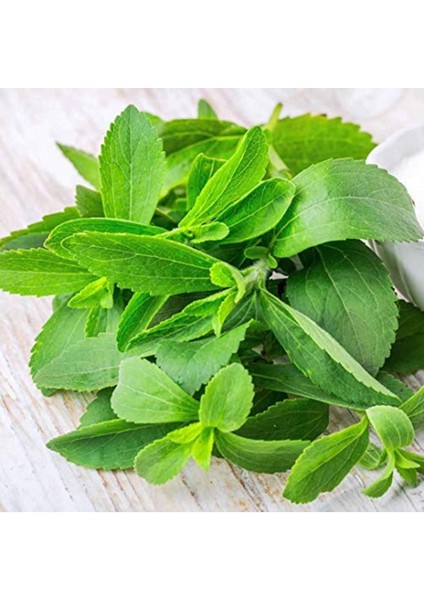 Şifalı Şeker Otu(Stevia) Tohumu (40 Tohum)