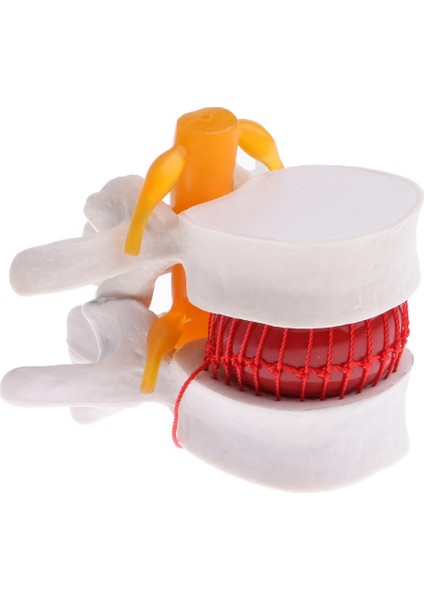 Insan Heykeli Modeli Lomber Intervertebral Omurga Tedarik Süsleme Laboratio Pvc (Yurt Dışından)