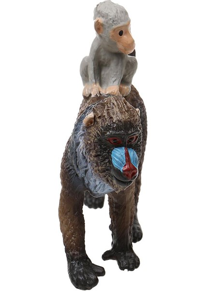 Simülasyon Mandrill Kadın Model Figürü Çocuk Anlatma ve Öğretim Sahne (Yurt Dışından)