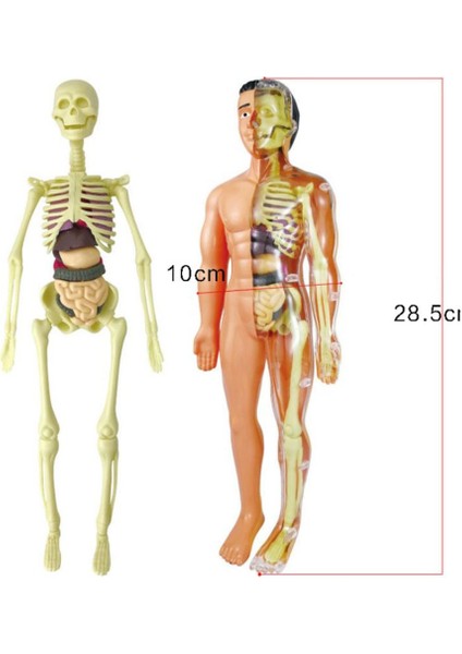 1 Takım Insan Anatomik Anatomisi Iskelet Modeli Eğitim Ekran Anatomi Modelleri (Yurt Dışından)