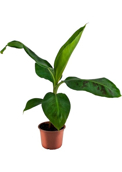 Saksıda Muz Fidanı Küçük Boy 30-40CM