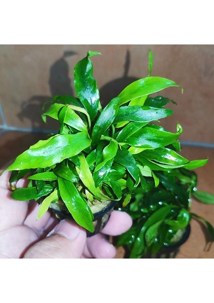 Anubias Glabra Minima Saksı Canlı Bitki