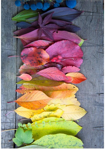 Dijital Baskılı Kaymaz Taban Yıkanabilir Salon Halısı Mutfak Halısı Yolluk VH-SD-136 fiyatları