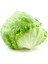 Erdem Garden Ithal Göbek Marul (Iceberg) Tohum 1
