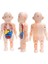 Çocuk Montessori 3D Bulmaca Insan Vücudu Anatomisi Modeli Eğitim Öğrenme Organ Monte Oyuncak Body Organ Öğretim Aracı Çocuklar Için (Yurt Dışından) 1