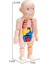 Çocuk Montessori 3D Bulmaca Insan Vücudu Anatomisi Modeli Eğitim Öğrenme Organ Monte Oyuncak Body Organ Öğretim Aracı Çocuklar Için (Yurt Dışından) 3