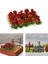 Çiçek Küme Modeli Demiryolu Bahçe Peyzaj Çimen Binası Kit Düzeni Gül (Yurt Dışından) 4