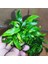 Anubias Glabra Minima Saksı Canlı Bitki 1