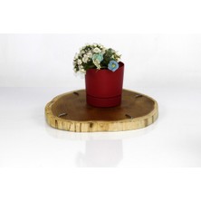 EminHome 1 Adet Begonya Saksı 21 Cm 5 Lt