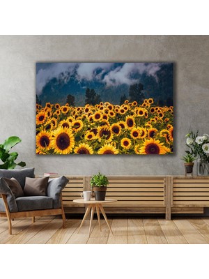 SML Tablo Bulutlar Altında Ay Çiçeği Gündöndü Tarlası Doğa Manzara Yeşillik Kanvas Tablo