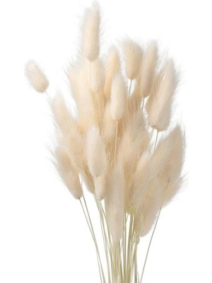 Nettenevime Kuru Çiçek Doğal Krem Natural Pamuk Otu 20GRAM 1. Kalite Şoklanmış Bozulmaz