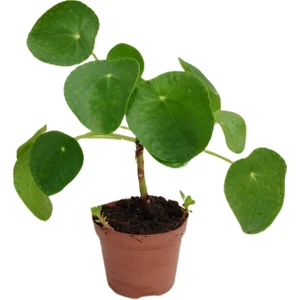 Pilea Para Çiçeği 10-25 Cm