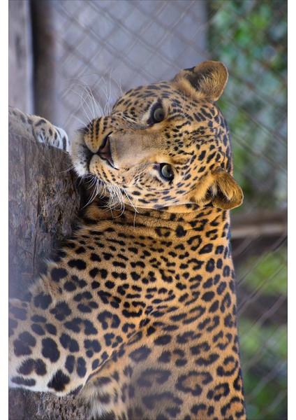 Dijital Baskılı Kaymaz Taban Yıkanabilir Modern Kaplanlı Çocuk Odası Halısı VHÇ-HP-757 fiyatları