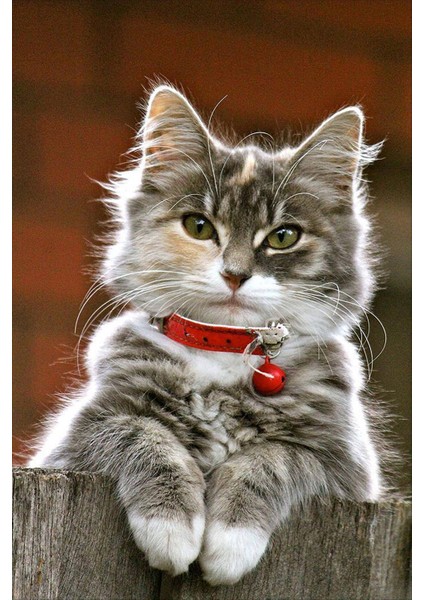 Dijital Baskılı Kaymaz Taban Yıkanabilir Modern Kedili Çocuk Odası Halısı VHÇ-SD-221 fiyatları