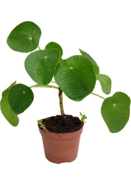 Pilea Para Çiçeği 10-25 Cm