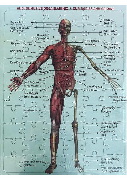 2'li Puzzle Set Türkiye Haritası 50 Parça ve Insan Anatomisi 60 Parça