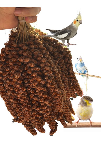 NGD Shop Kızıl Dal Darı 1 kg Premium Kalite