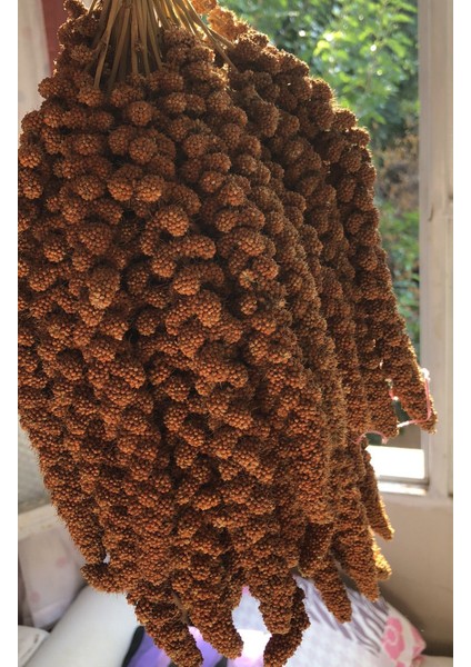 NGD Shop Kızıl Dal Darı 1 kg Premium Kalite fiyatları