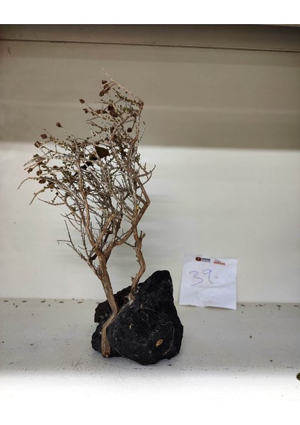 Özel Tasarım Akvaryum Dekoratif Ağaç Kaya 28*15 cm No:39