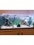 Shark Akvaryum Aydınlatma 3 Renk Grolüx Bar LED 100 cm 2