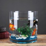 Canlı Petshop Hediyelik Silindir Japon Fanus Seti (1 Adet Japon +Fanus+Kum+Yem)